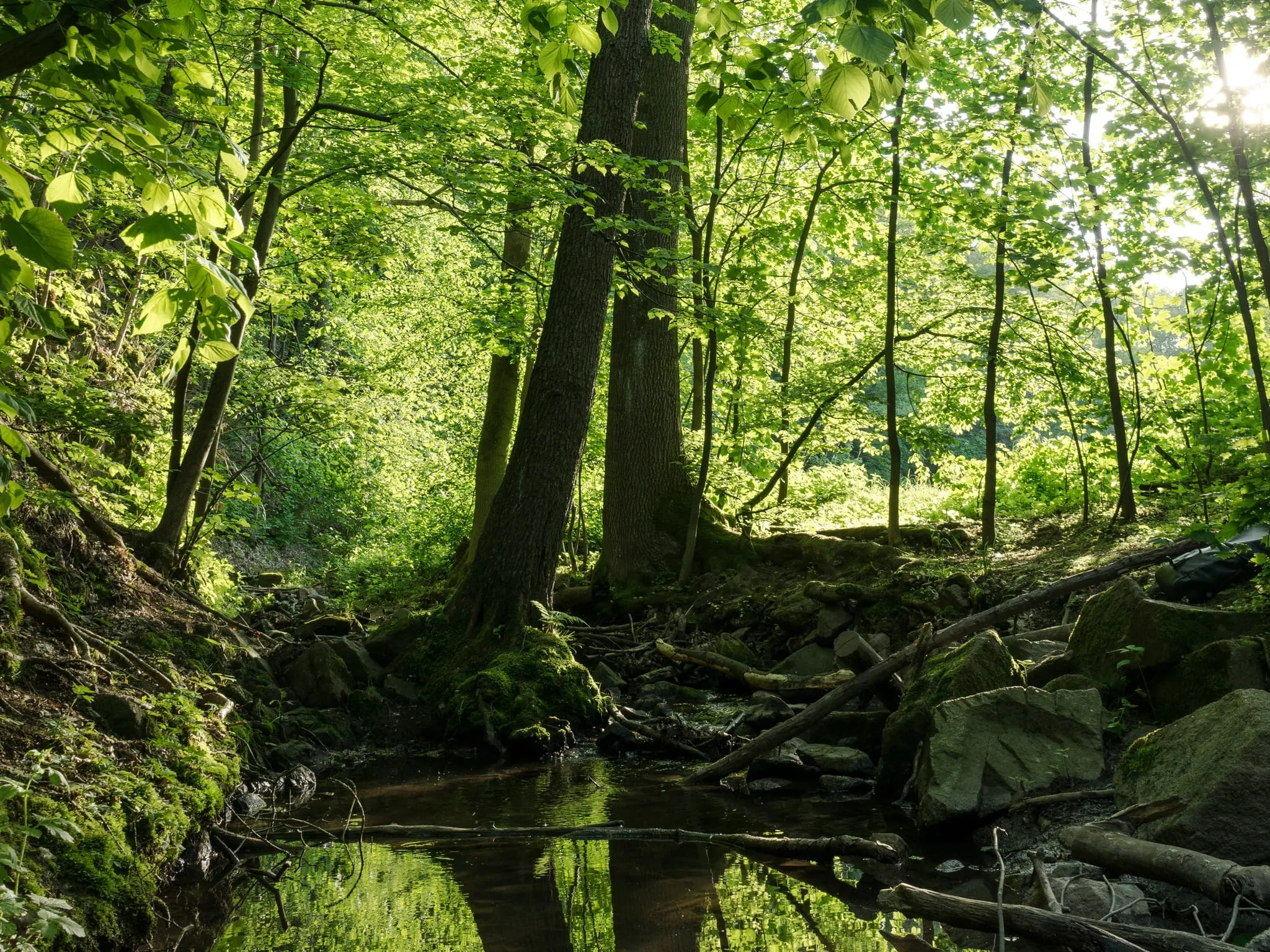 Foto des Zschonerbachs im Zschonergrund westlich von Dresden: schmaler Bachlauf zwischen bemoosten Steinen, darüber alte Buchen im Gegenlicht des Frühlings.