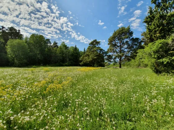 Blühende Wiese mit Kiefern und Laubbäumen unter blauem Himmel