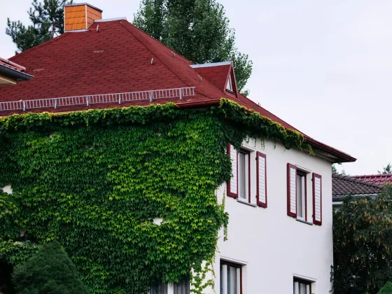 Weiß verputztes zweigeschossiges Wohnhaus mit rotem Walmdach, wildem Wein und roten Fensterläden