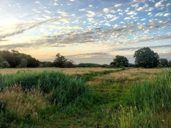 Unbebaute Wiese mit Baumreihe am Rand