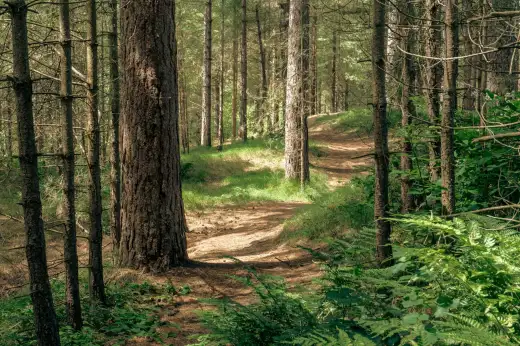Sonnendurchfluteter Kiefernwald mit sandigem Waldweg, hohen Kiefernstämmen und frischem Grün – charakteristisch für die Dresdner Heide am Rand des Stadtteils Klotzsche in Dresden.